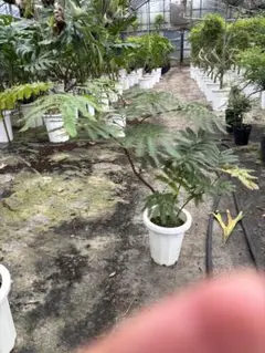 ⭐オーガスタ大きなハート型の葉 新しい葉が成長中 グレー鉢・1