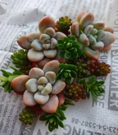 flower nail様専用です♡