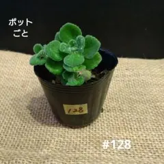 苗】アロマティカス ポットごと 1苗 根付き苗 #123 - メルカリ
