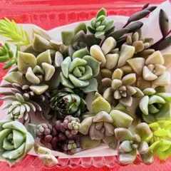 ⑧寄せ植えセット カット苗 詰め合わせ 多肉植物