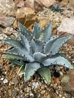 アガベ・シルバーサーファー 強耐寒性 地植え子株 - メルカリ
