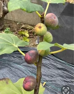 2025年最新】いちじく穂木の人気アイテム - メルカリ