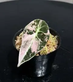 アロカシア 斑入り 3種セット 観葉植物 - メルカリ