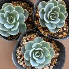 七福神　3株セット　抜き苗