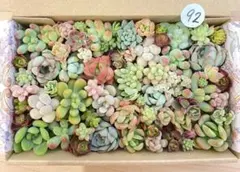 92 多肉植物　多肉弁当　詰め合わせ　寄せ植え　セット　カット苗　韓国苗　セダム