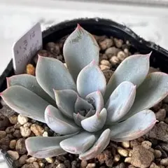 2025年最新】miya苗の人気アイテム - メルカリ