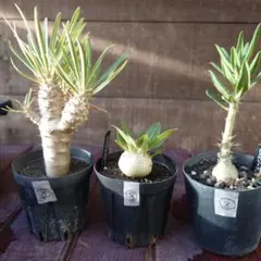 ※afro出品　パキポディウム10種類セット afro出品 パキポディウム10種類セット afro出品 パキポディウム