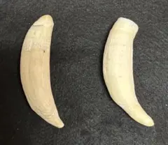 2026年最新】鯨歯の人気アイテム - メルカリ