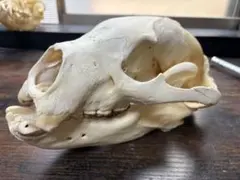 ⬛ ︎ 흑곰의 늙은 몸매?두개골