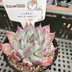 値下げ！札付き farm PALK苗 リンゼアナ×ザラゴーサSPノバ