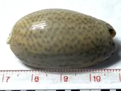 貝殻標本　アクキガイ 貝殻 貝標本 標本 アクキガイ15種セットの落札情報詳細 - Yahoo