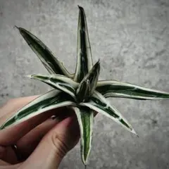 2026年最新】アガベ 氷山の人気アイテム - メルカリ