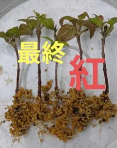 そらん様 リクエスト 2点 まとめ商品