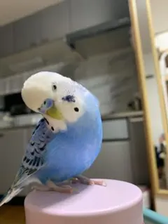 作家さま 梵天セキセイインコのぬいぐるみ バードフィギュア アート
