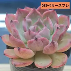 ミックスベリア ベリースフレ 抜き苗 - メルカリ