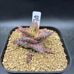 TOMO様 リクエスト 2点 まとめ商品