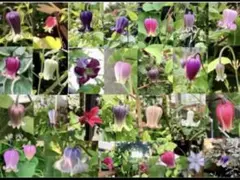 マリリン様 リクエスト 2点 まとめ商品