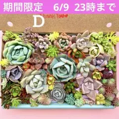 多肉植物　カット苗　詰め合せ　寄せ植えセット　エケベリア　セダム　箱いっぱい　D