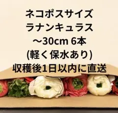 【ポスト投函】ラナンキュラス　6本　生花　〜30cm(発送までお時間かかります)
