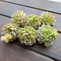 リトルレッドボート　6苗セット　韓国苗　カット苗　寄せ植えに！