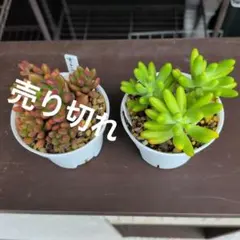 【ポット組み合わせ選べます】多肉植物セットのサムネイル