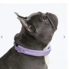 Item thumbnail for item d99ab03d-7c95-45be-89ee-ccdd831b82c1