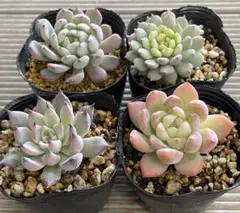 2025年最新】ミックスベリア ウエディングベルの人気アイテム - メルカリ