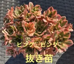 2025年最新】アエオニウム の人気アイテム - メルカリ