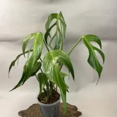 2026年最新】バールマルクスフレームの人気アイテム - メルカリ