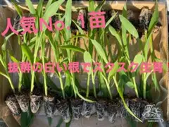 スイートコーン苗