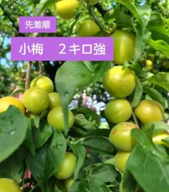 小梅　２キロ強　⑤のサムネイル
