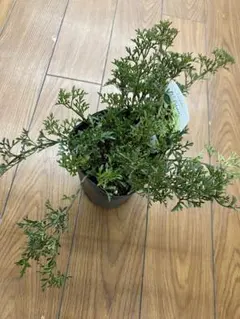 現品③3号×1ロングポット クレマチス 苗 ペトレイ ペトレー ペトリエイ 