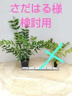 専用出品ホヤベラセブンスター訳あり品のサムネイル