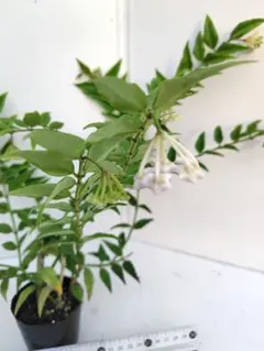 ホヤベラセブンスター蕾付きのサムネイル
