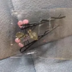 Item thumbnail for item 601748f0-911d-489e-84bb-6ba359aa05a9