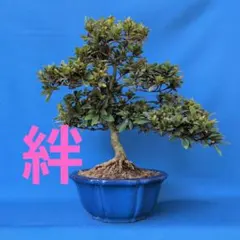 さつき盆栽【絆】 ❨きずな❩ - メルカリ