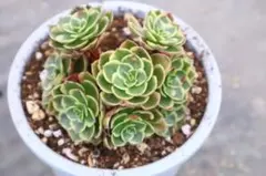 レ*♡様 アエオニウム・夜宴群生