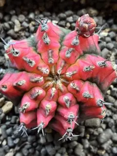 現物 サボテン ギムノカリキウム ミハノビッチ 2.3cm 抜き苗 - メルカリ