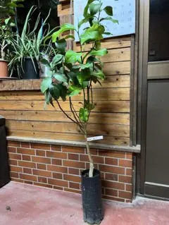 kajumaru様 リクエスト 2点 まとめ商品