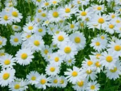 スナッチ様専用