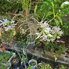 デンドロビウム 観葉植物 白と紫の花のサムネイル