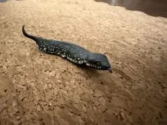 2026年最新】チョコエッグ シークレット ツチノコの人気アイテム