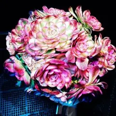 aeonium☆Princess様　ご専用