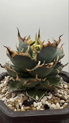 2025年最新】アガベ チタノタ ハデスの人気アイテム - メルカリ