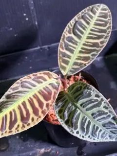 2025年最新】Labisiaの人気アイテム - メルカリ