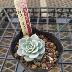 satomi様 リクエスト 2点 まとめ商品