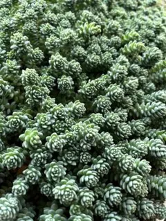 多肉植物 セダム ミモザ15カット&斑入りパリダム25カット - メルカリ