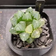 ハオルチア　実生オブツーサ鮮明錦　大きいのサムネイル