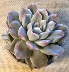 M*様 3721新品種　クリスタル・シンプソン錦　エケベリア　多肉植物　1月23