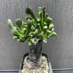 アビー様 リクエスト 2点 まとめ商品